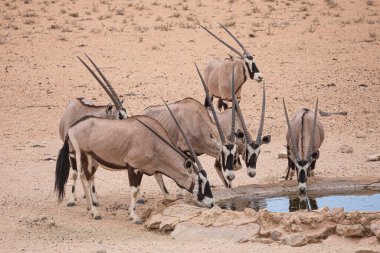 Herd of oryx drinking water in the Kgalagadi National Park, South Africa  clipart