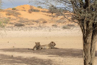 Addo Fil Ulusal Parkı 'nın vahşi doğasında dişi aslanlar, Güney Afrika