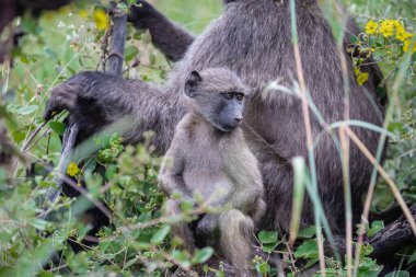 Tatlı maymun ailesi Güney Afrika 'nın vahşi doğasında 