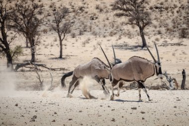 Güney Afrika 'nın savanasında savaşan iki erkek antilop.
