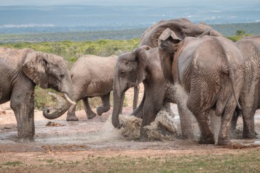 Afrika fillerinin aileleri Savannah, Güney Afrika 'daki su birikintisinde su içiyorlar.