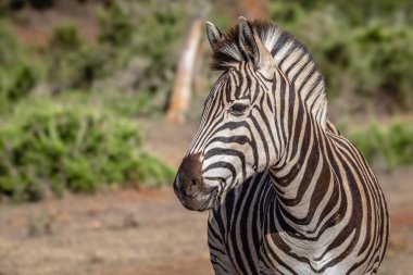 Close up portrait of a single Burchell's Zebra, Equus Quagga Burchellii clipart