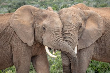 Güney Afrika savanındaki erkek ve dişi filler