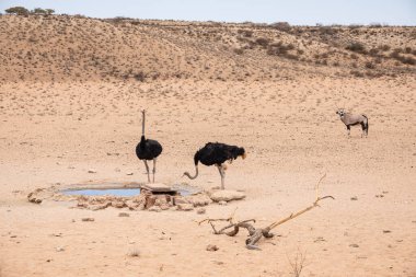 Adult Ostriches resting at Kgalagadi National Park, daytime view 