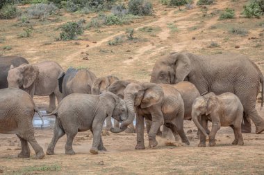 Doğal ortamda otlayan bir grup büyük Afrika fili.