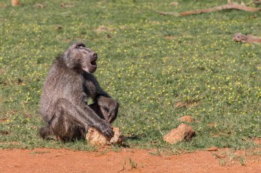 Pilanesberg, Güney Afrika 'da tek bir yetişkin Chacma Baboon, Papio ursinus' a yaklaş. 