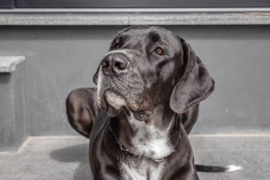 Komik köpek, köpek ağızlığının yakın plan portresi 