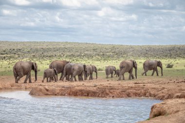 Güney Afrika, Savannah 'daki su birikintisinde duran bir grup fil.