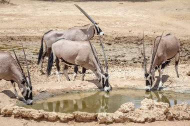 Herd of oryx drinking water in the Kgalagadi National Park, South Africa  clipart