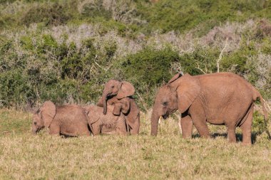 Afrika 'nın vahşi doğasında şirin filler ailesi 