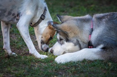 Gündüz vakti bahçede oynayan sevimli köpekler.
