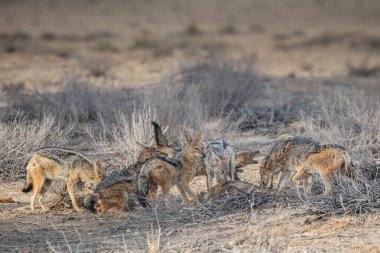 Group of jackals eating prey in Savannah of South Africa  clipart