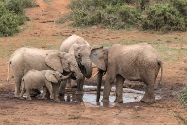 Afrika filleri Savannah, Güney Afrika 'daki su birikintisinde otluyor.