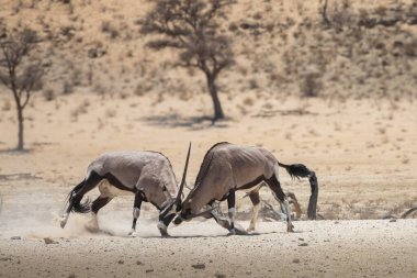 Güney Afrika savanasında erkek antiloplar savaşıyor.