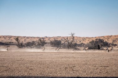 Güney Afrika savanasında otlayan Afrika antilobu sürüsü.