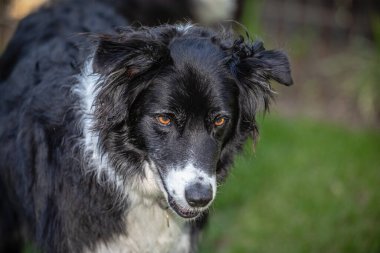 Sınır çoban köpeği, köpek portresi 