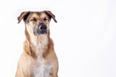 Beyaz arka planda köpek portresi