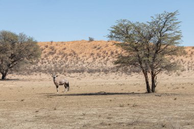 Güney Afrika 'nın savanasında Afrika antilobu otluyor.