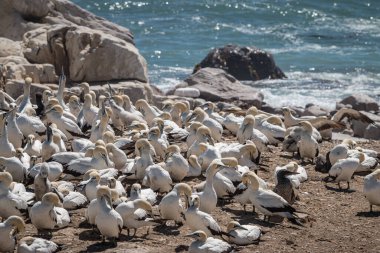 Gündüz vakti deniz kıyısında martı sürüsü 