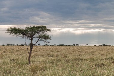 Bulutlu gökyüzü altındaki gündüz manzarası, Namibya çölü, Afrika