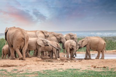 Afrika filleri Savannah, Güney Afrika 'daki su birikintisinde otluyor.