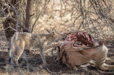 Güney Afrika Savannah 'da antilop yiyen çakalların gururu 