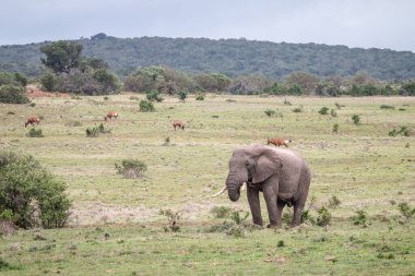Bir Afrika fili Güney Afrika 'nın savanasında tek başına otluyor.