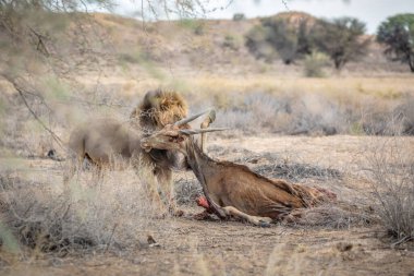 Bekar erkek aslan, Panthera Leo, Güney Afrika 'daki Addo Fil Ulusal Parkı' nda bir bufalo leşi yiyor ve duruyor.