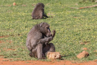 Tatlı maymun ailesi Güney Afrika 'nın vahşi doğasında 