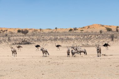 Herd of oryx grazing in the Kgalagadi National Park, South Africa  clipart