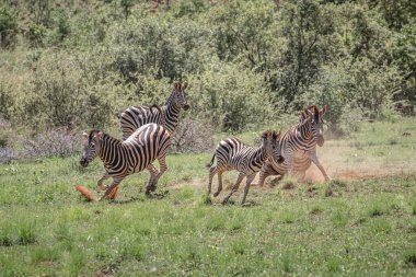 Herd of Zebras, Equus Quagga Burchellii, in South Africa, daytime view  clipart