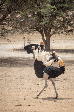 Ostriches in the Kgalagadi National Park, daytime view 