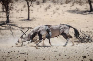 Male oryx fighting in Kgalagadi National Park, South Africa  clipart