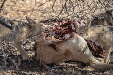 Güney Afrika Savannah 'da av yiyen bir grup çakal. 