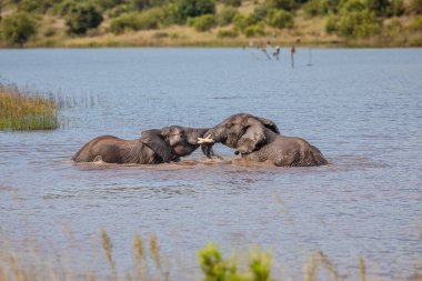 Güney Afrika 'daki Addo Fil Ulusal Parkı' nda suda oynayan Yetişkin Afrika Filleri