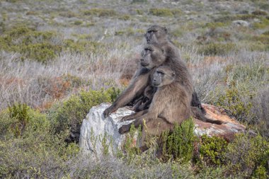 Pilanesberg, Güney Afrika 'da Chacma Babunları grubu, Papio ursinus.