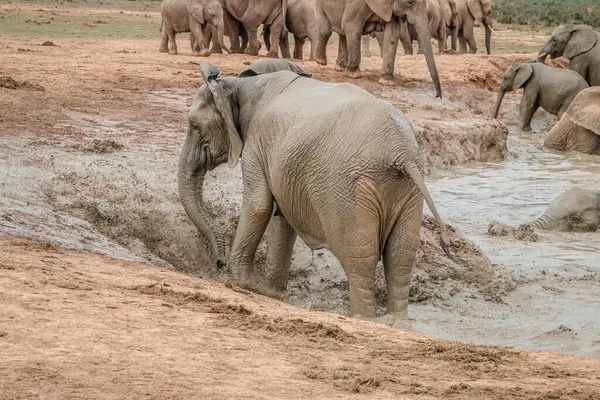 Afrika filleri Afrika savanasında su birikintisinin yakınında dinleniyor.