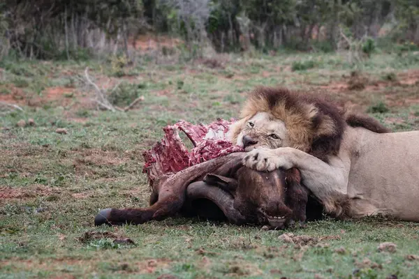 Erkek aslan, Güney Afrika 'daki Addo Fil Ulusal Parkı' nda bir bufalonun leşini yiyor.