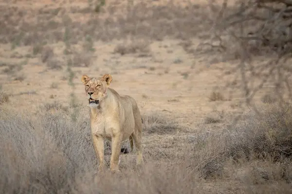 Yalnız dişi aslan, Panthera Leo, Güney Afrika 'daki Addo Fil Ulusal Parkı' nda duruyor.