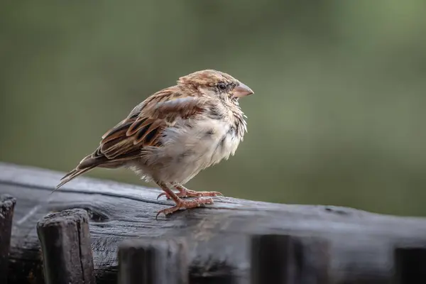 stock image Cute sparrow sitting on fence, blurred background 