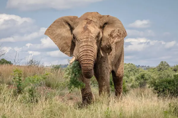 stock image african elephant in the savannah of south africa