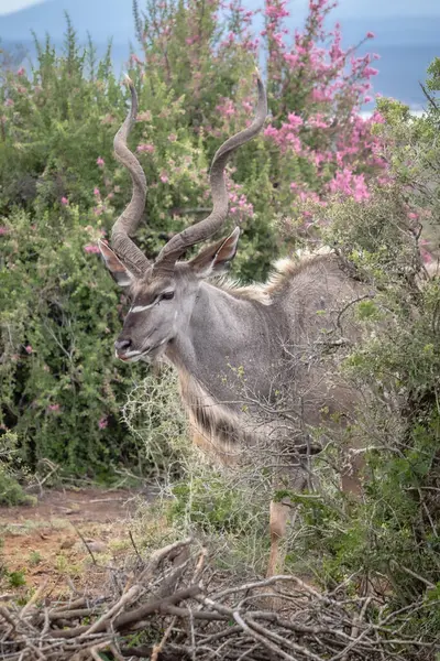 stock image Closeup of wild Kudu at African savannah