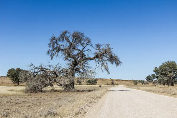 Savanda gündüz vakti bitkilerle dolu bir yol 