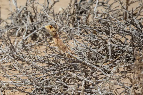 stock image Lizard on dry bush branches