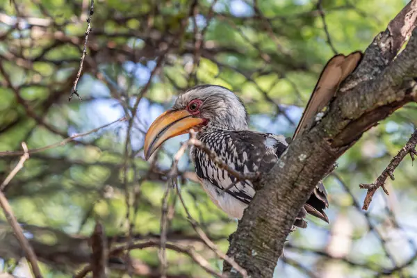 stock image Portrait of the Namibian Toko bird sitting on tree branch