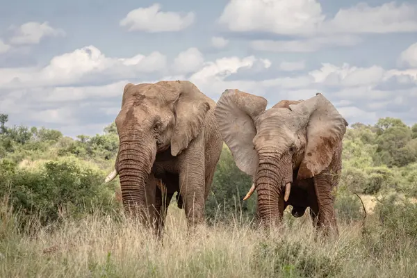 stock image Male and female elephants in savannah of south africa