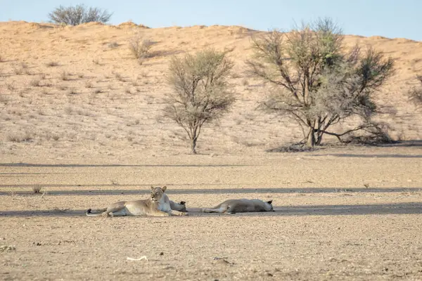 Vahşi Afrika aslanları vahşi doğada, Güney Afrika 