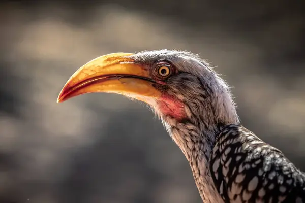 stock image Portrait of the Namibian Toko bird on blurred background
