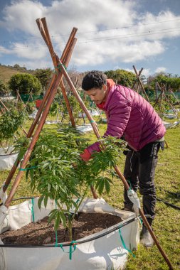 Marihuana ile bahçede çalışan Afrikalı bir adam.