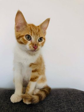Beyaz arka planda küçük sarışın kedi